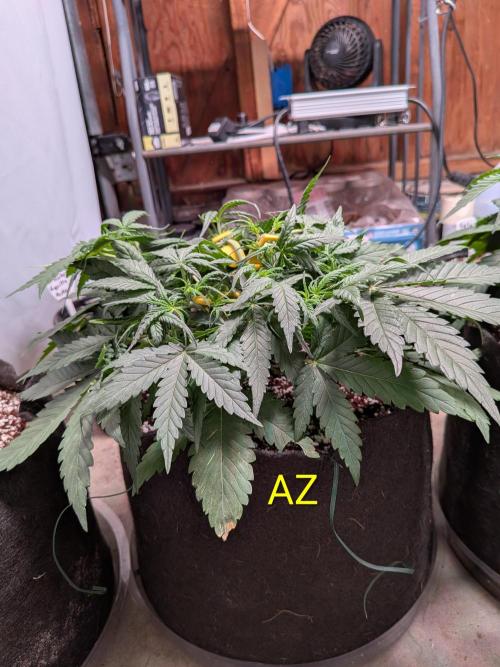 Silly sativas in a sweltering structure. Week 5