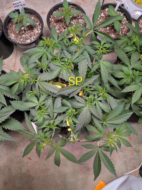 Silly sativas in a sweltering structure. Week 5