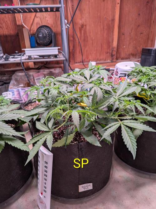 Silly sativas in a sweltering structure. Week 5