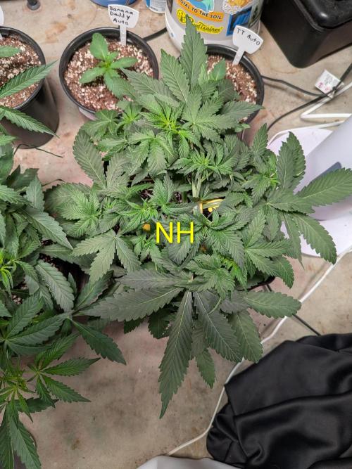 Silly sativas in a sweltering structure. Week 5