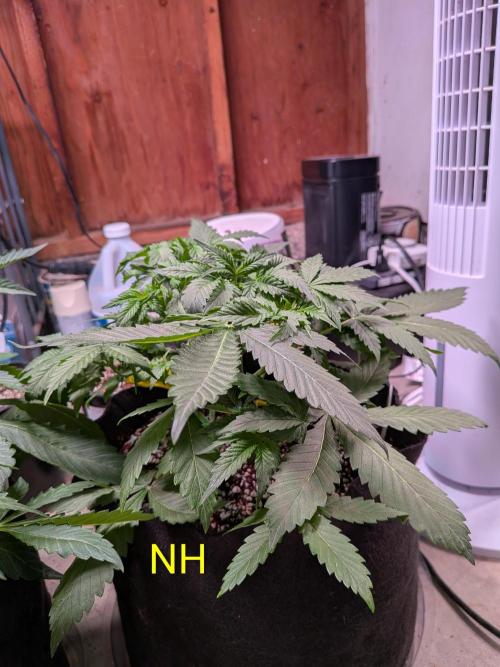 Silly sativas in a sweltering structure. Week 5