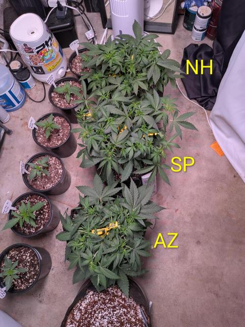 Silly sativas in a sweltering structure. Week 5