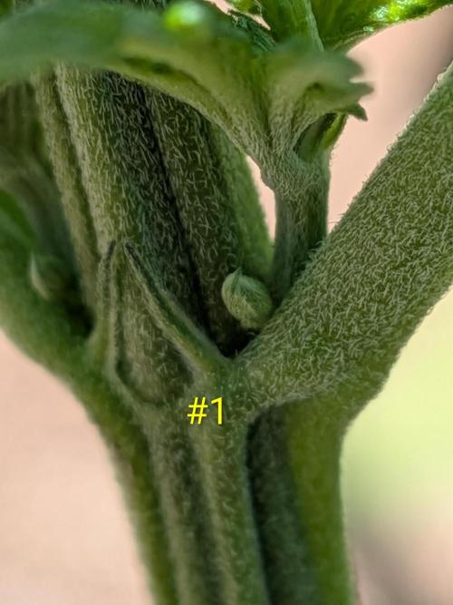 Encouraging plants to get freaky 💋💦🌱. Week 2