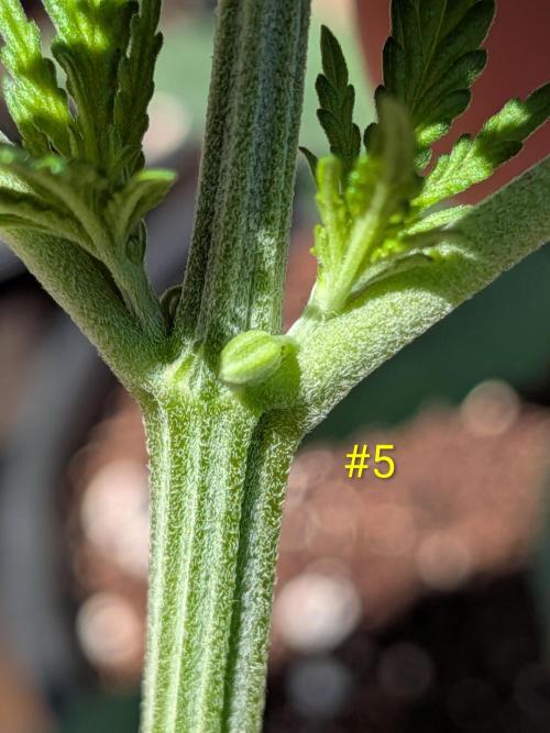 Encouraging plants to get freaky 💋💦🌱. Week 2