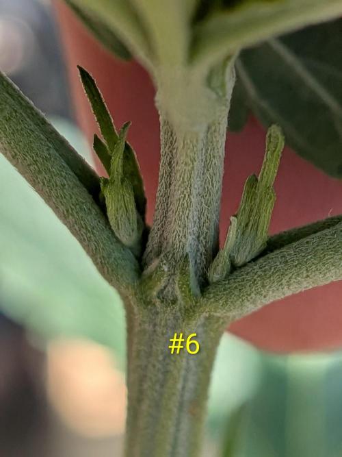 Encouraging plants to get freaky 💋💦🌱. Week 2