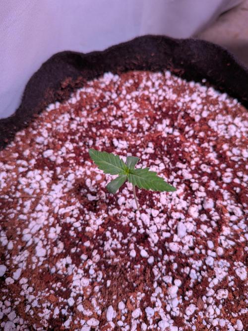 Mix Pack Auto RF3. Week 1