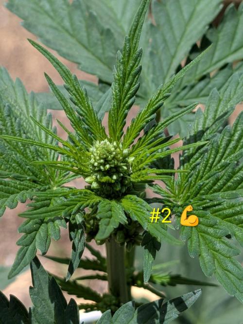 Encouraging plants to get freaky 💋💦🌱. Week 3