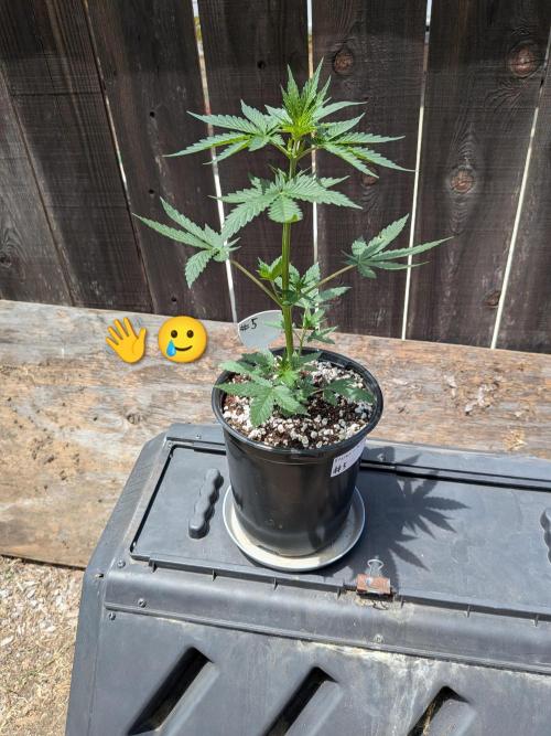 Encouraging plants to get freaky 💋💦🌱. Week 3