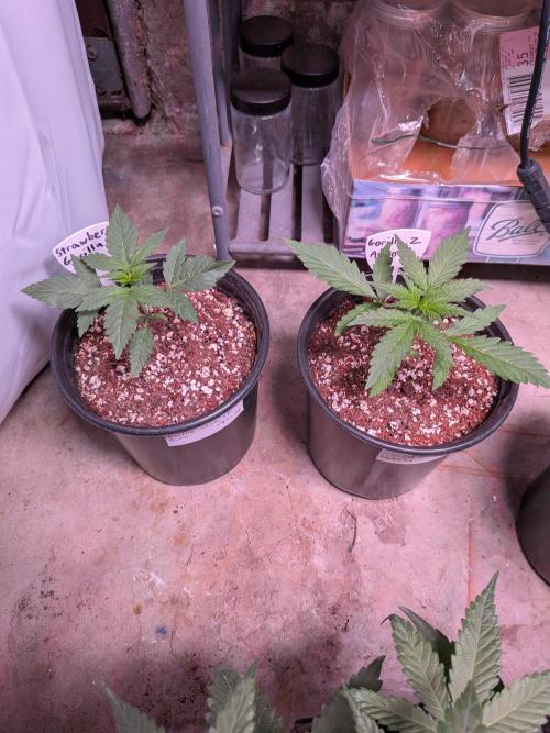 Encouraging plants to get freaky 💋💦🌱. Week 3