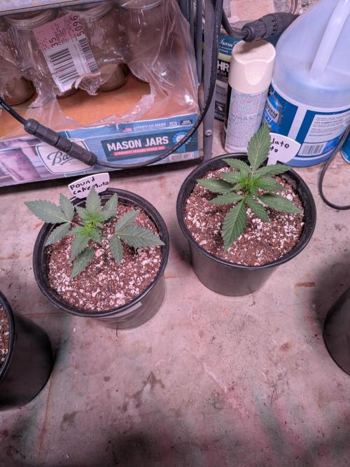 Encouraging plants to get freaky 💋💦🌱. Week 3