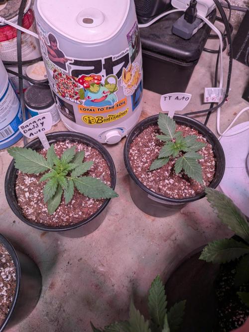 Encouraging plants to get freaky 💋💦🌱. Week 3