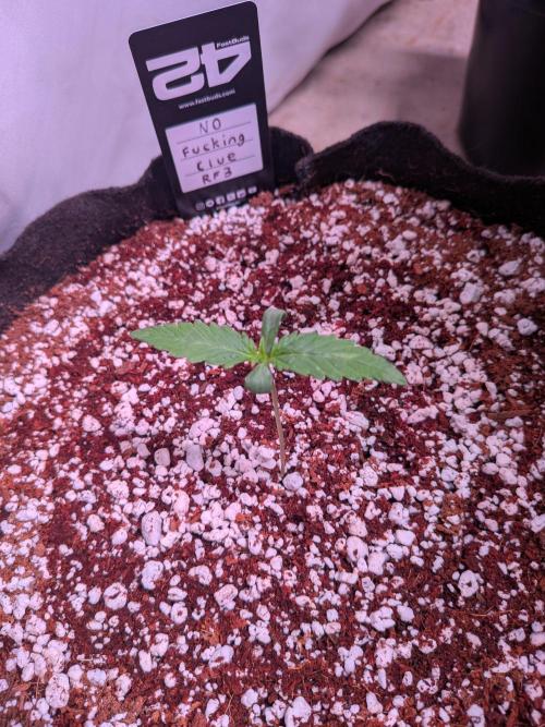 Mix Pack Auto RF3. Week 1