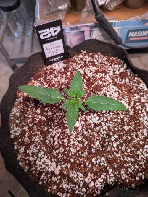 Attempting a staggered grow. Week 2