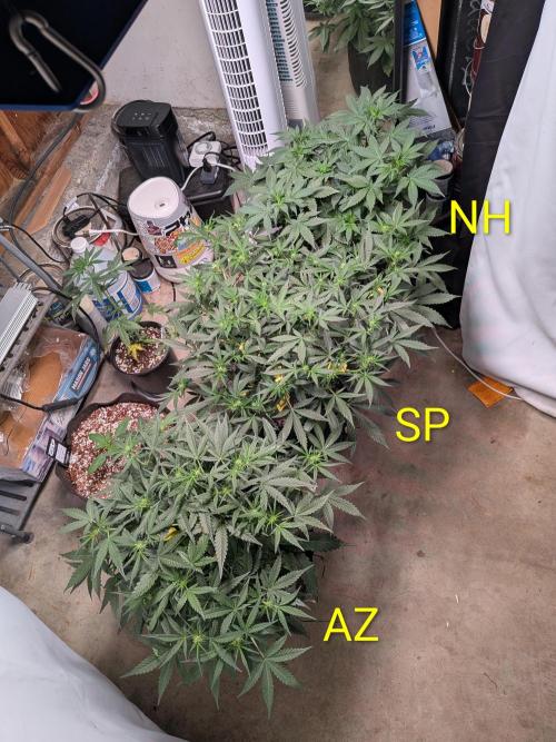 Silly sativas in a sweltering structure. Week 6