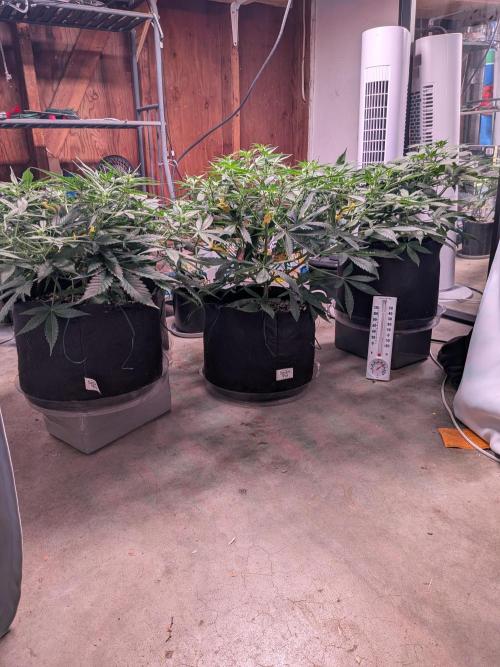 Silly sativas in a sweltering structure. Week 6