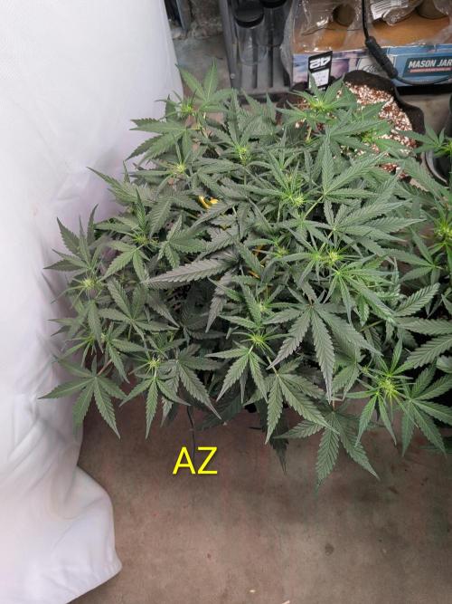 Silly sativas in a sweltering structure. Week 6