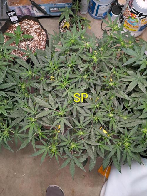Silly sativas in a sweltering structure. Week 6