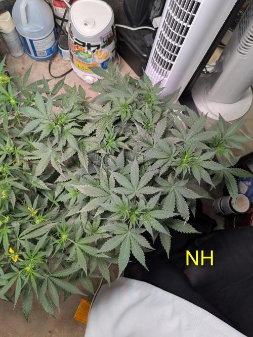 Silly sativas in a sweltering structure. Week 6