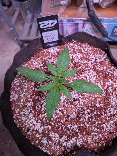 Attempting a staggered grow. Week 2