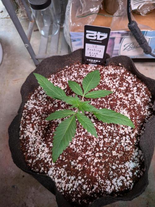 Attempting a staggered grow. Week 2