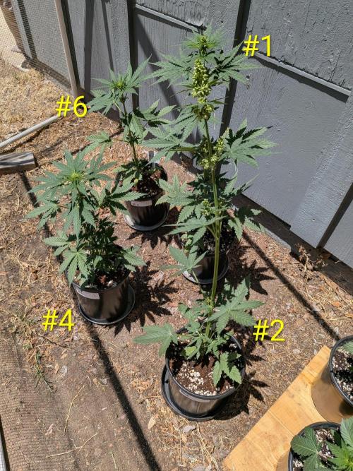Encouraging plants to get freaky 💋💦🌱. Week 4