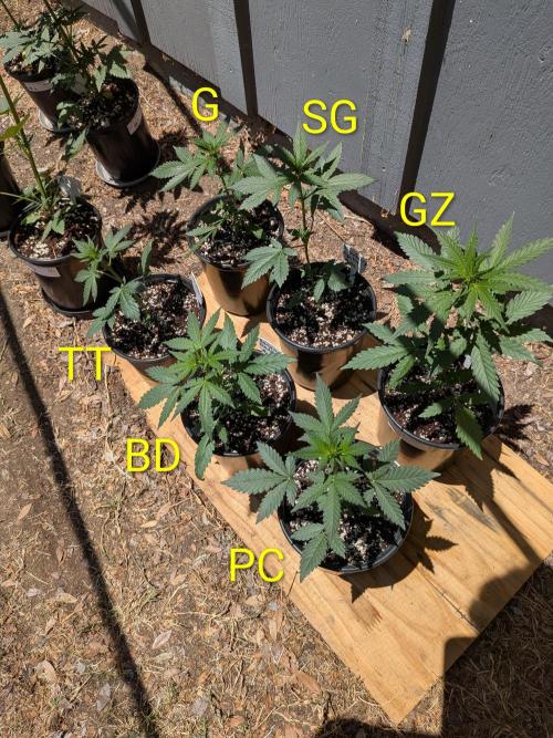 Encouraging plants to get freaky 💋💦🌱. Week 4