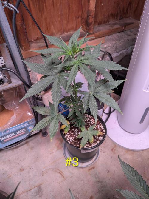 Encouraging plants to get freaky 💋💦🌱. Week 4