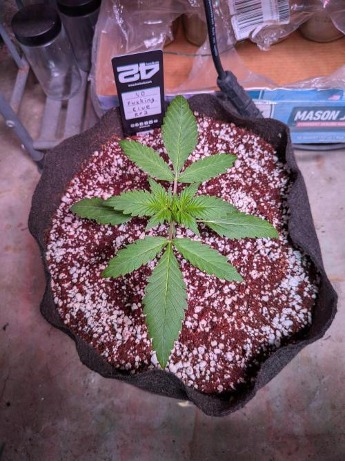 Attempting a staggered grow. Week 2