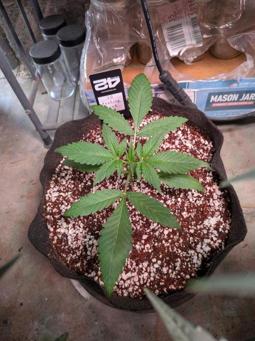 Attempting a staggered grow. Week 2