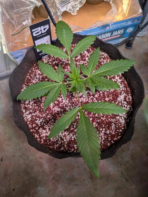 Mix Pack Auto RF3. Week 3