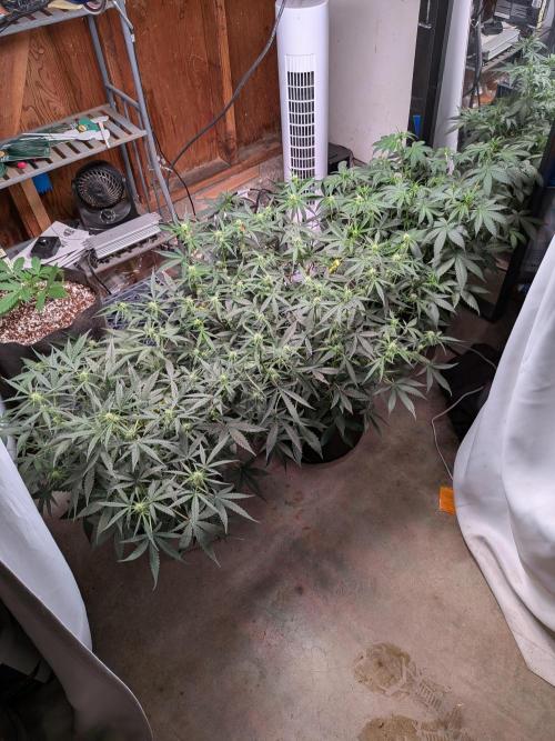 Silly sativas in a sweltering structure. Week 6