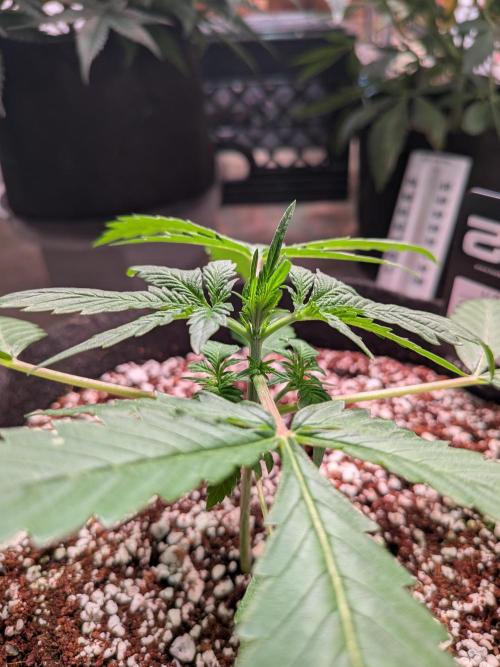 Attempting a staggered grow. Week 3