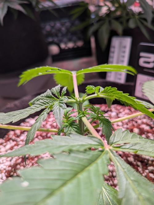 Attempting a staggered grow. Week 3