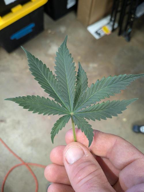 Silly sativas in a sweltering structure. Week 6