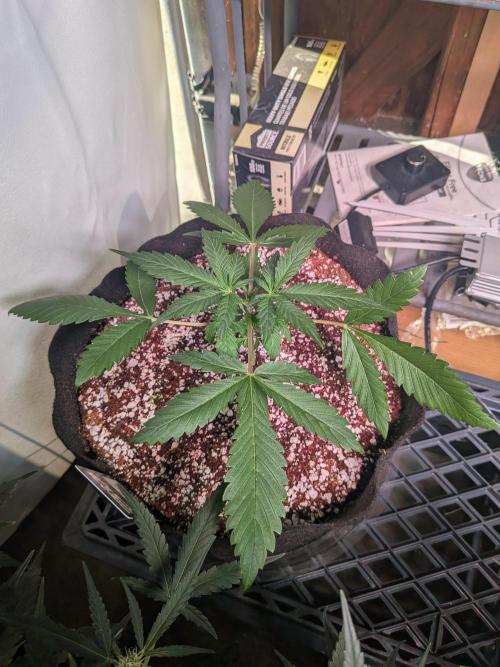 Attempting a staggered grow. Week 3