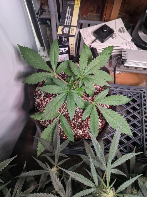 Attempting a staggered grow. Week 3