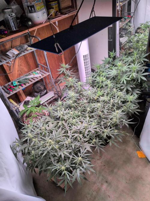 Silly sativas in a sweltering structure. Week 7
