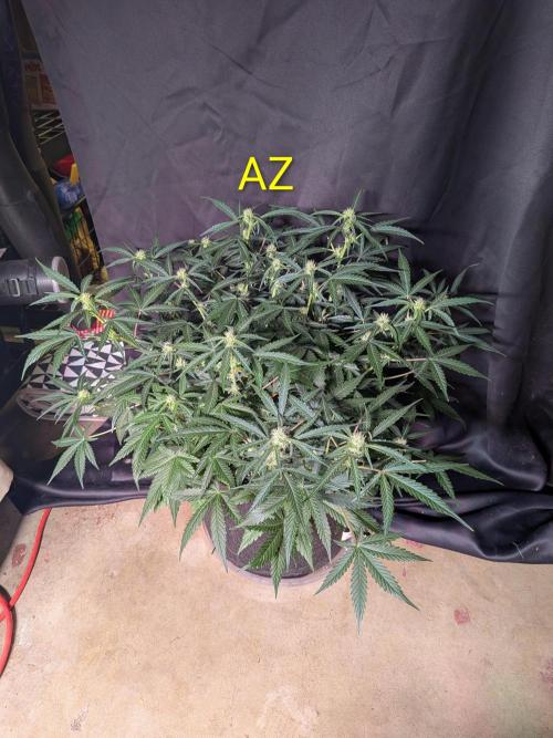Silly sativas in a sweltering structure. Week 7