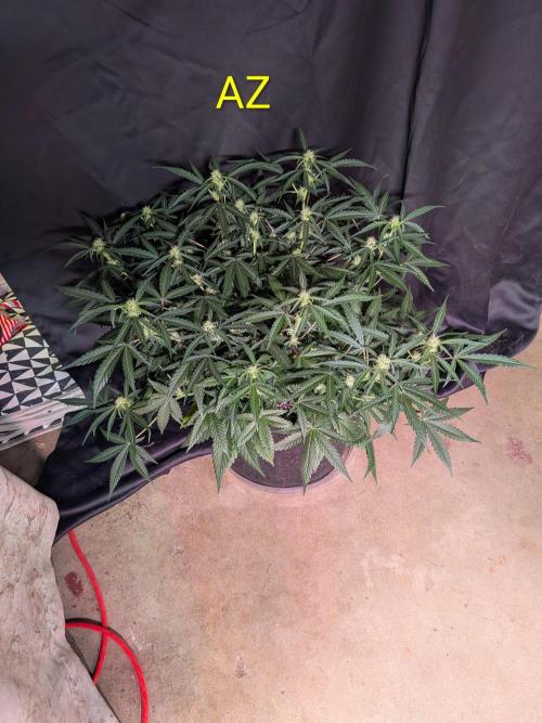 Silly sativas in a sweltering structure. Week 7