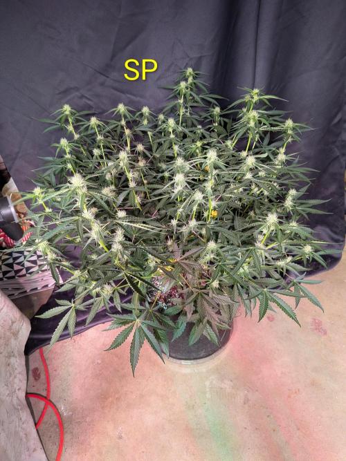 Silly sativas in a sweltering structure. Week 7