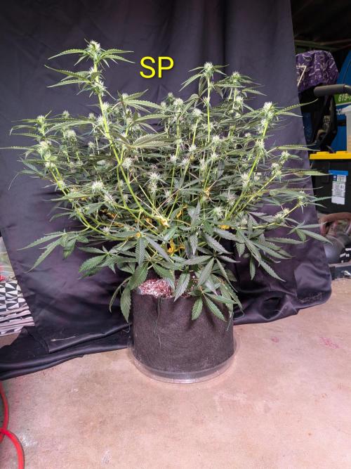 Silly sativas in a sweltering structure. Week 7