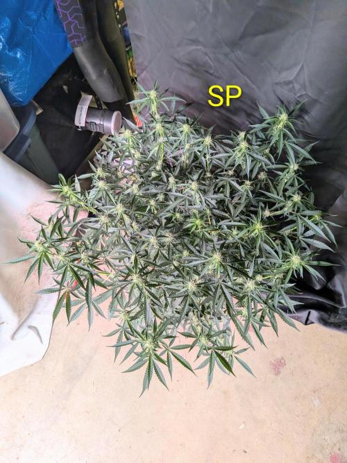 Silly sativas in a sweltering structure. Week 7