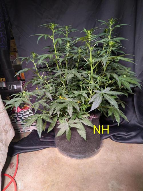 Silly sativas in a sweltering structure. Week 7