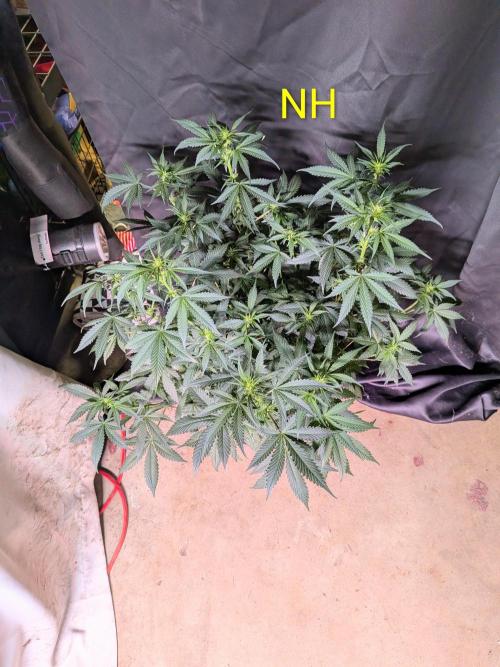 Silly sativas in a sweltering structure. Week 7