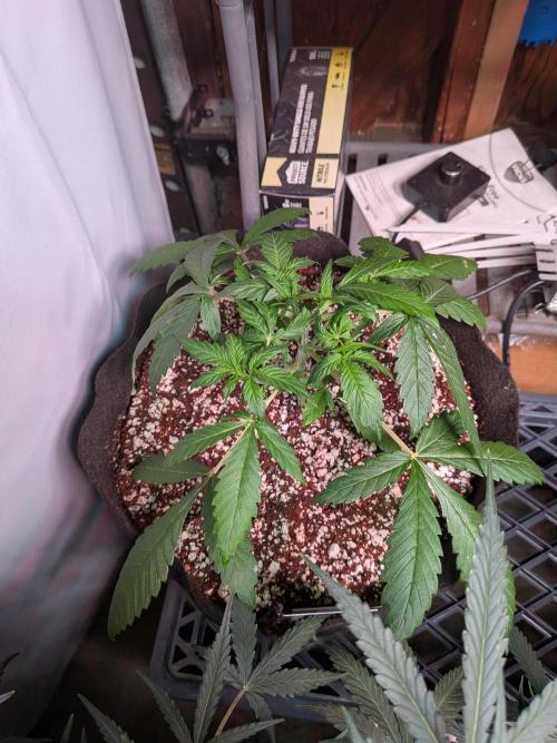 Attempting a staggered grow. Week 3