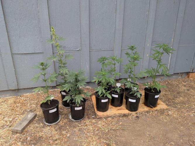 Encouraging plants to get freaky 💋💦🌱. Week 5
