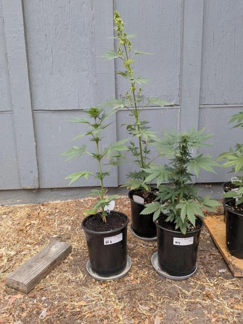 Encouraging plants to get freaky 💋💦🌱. Week 5
