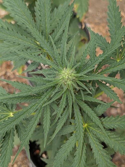 Encouraging plants to get freaky 💋💦🌱. Week 5