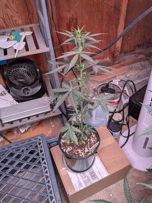 Encouraging plants to get freaky 💋💦🌱. Week 5