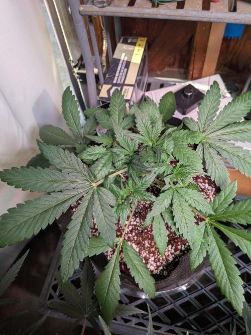 Mix Pack Auto RF3. Week 3